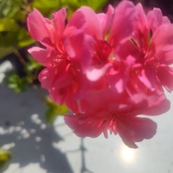 Geranios Plant Bluming $12