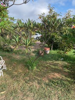Hilo Beauty Plumeria Rooted tree. Approximately 5.5 ft tall and has been in ground for years. Awesome tree for a hard to root tree. Multiple branches