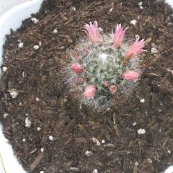 Cactus. Pink Flower