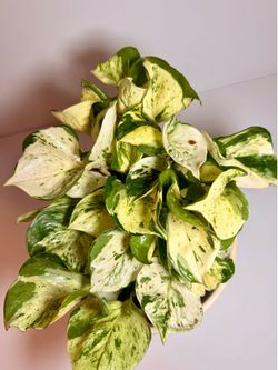 Rare Manjula Pothos – Full 5” High Variegation Plant 🌿