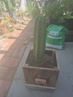 San Pedro Cactus 🌵