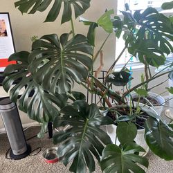 4-5 Foot Monsteta Plant