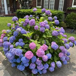 Lovely ‘Endless Summer’ Hydrangea Bushes —