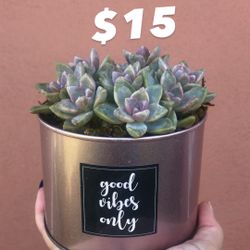 Succulent Arrangement
