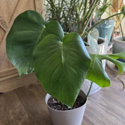 Monstera Deliciosa Plant