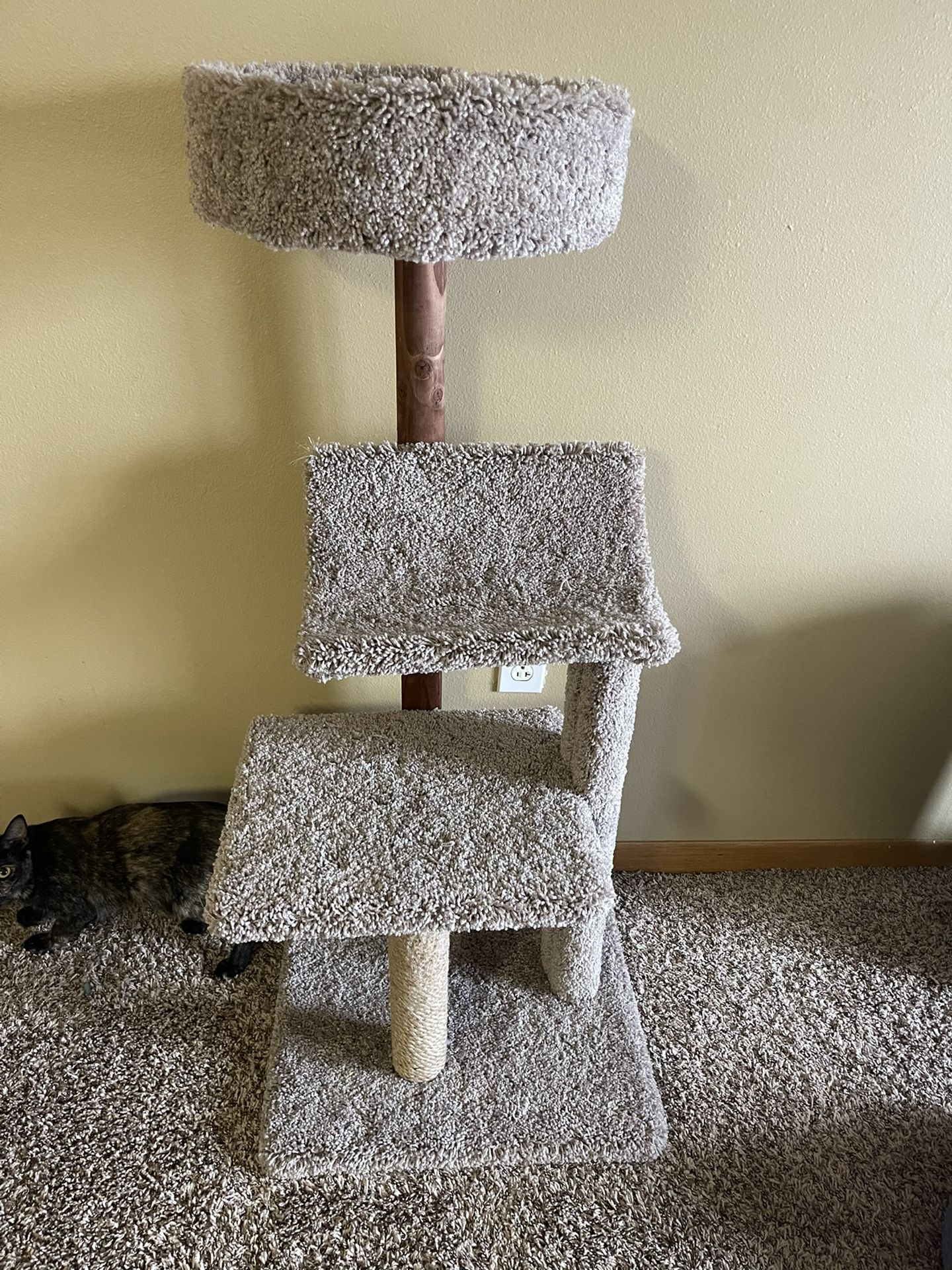 Cat Supplies & Items