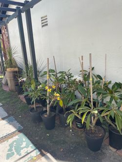 Plumerias