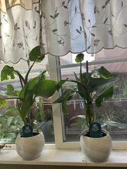 1 Philodendron Plants.. Really Healthy …5x5 Pots .. $25.00 (Please Read Description)