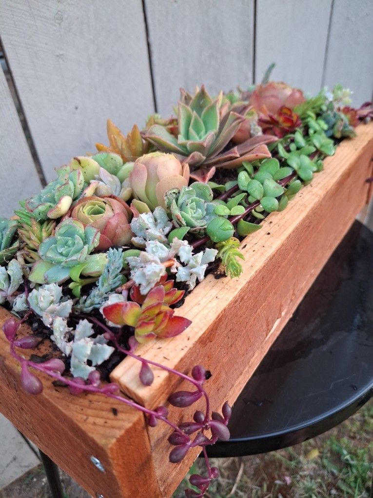 Succulents