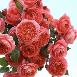 Rare Chinese Rose Plant-【Summer Fireworks 】 xiarihuahuo