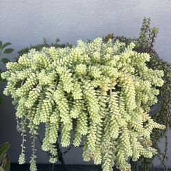 Large Trailing Succulent (Burro’s Tail) + Planter 🌿
