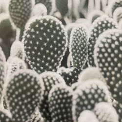 Plant Photo Wall Decor - Photo collage