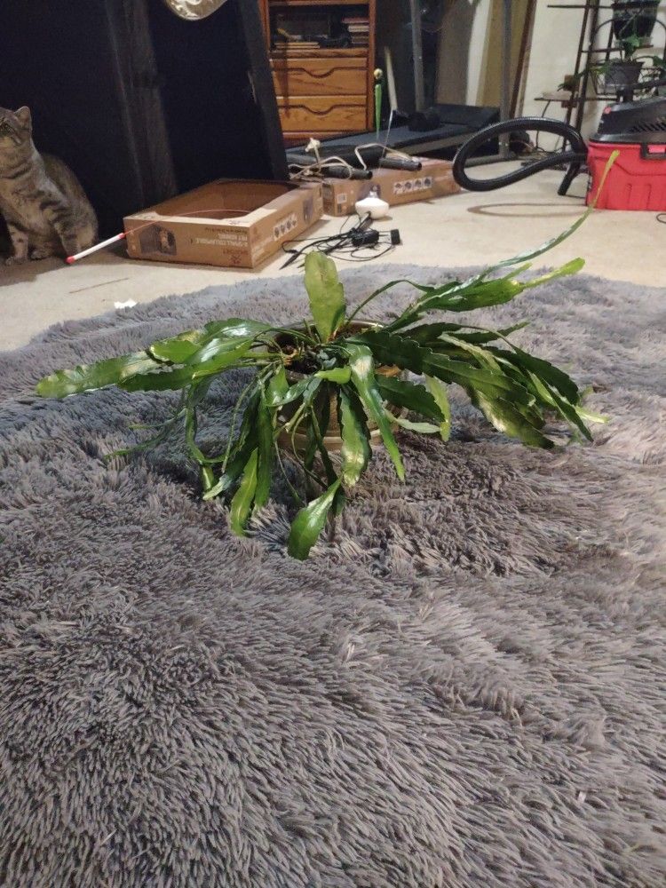 Cactus Plant
