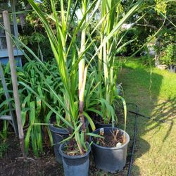 Sugar Cane Tree