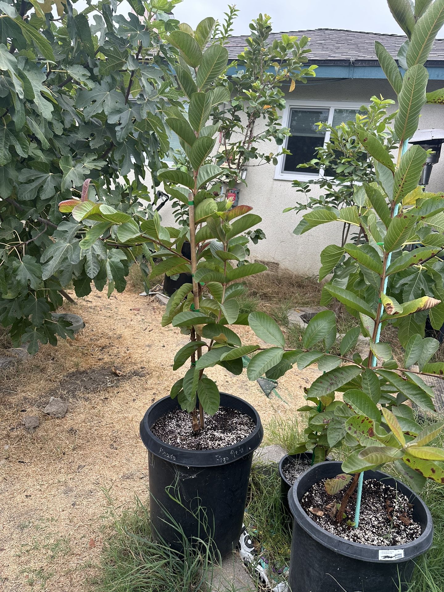 Taiwan Ruby Seedless Guava Tree