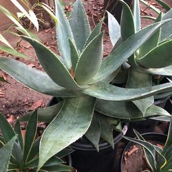 Agave