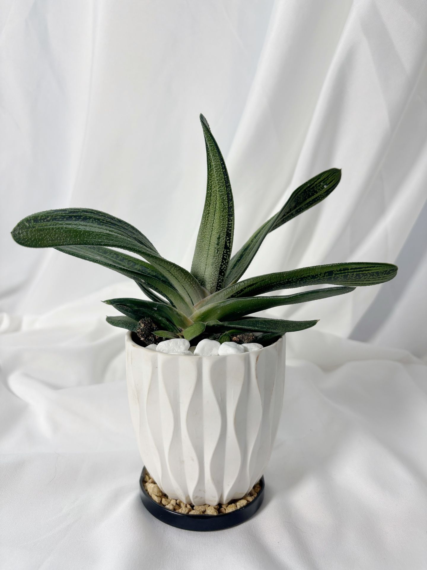 🌿 Gasteria Succulent — Sculptural Leaves in Ceramic Pot