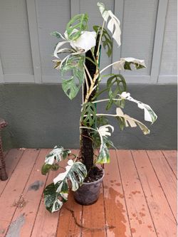 Monstera Albo high white co-planted with a Monstera Adansonii Mint