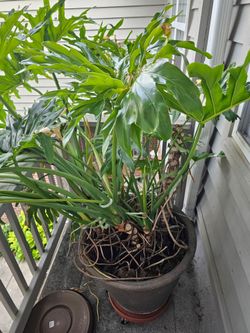 4' Monstera plant