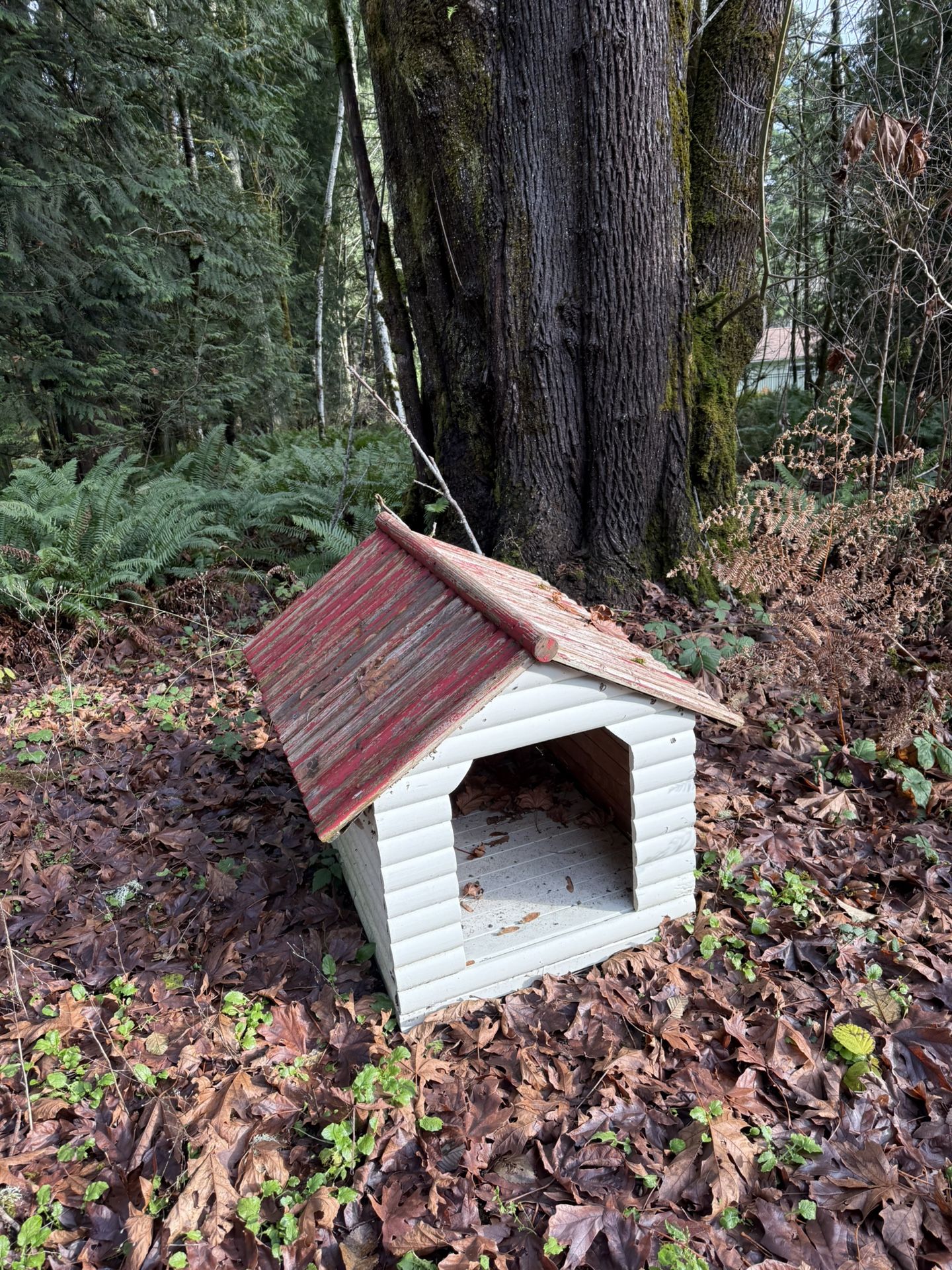 Dog House