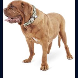 Dog Collar Size XXL/XXXL
