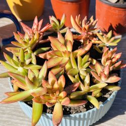 Yellow Succulents 
