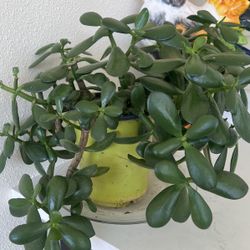 Jade Tree