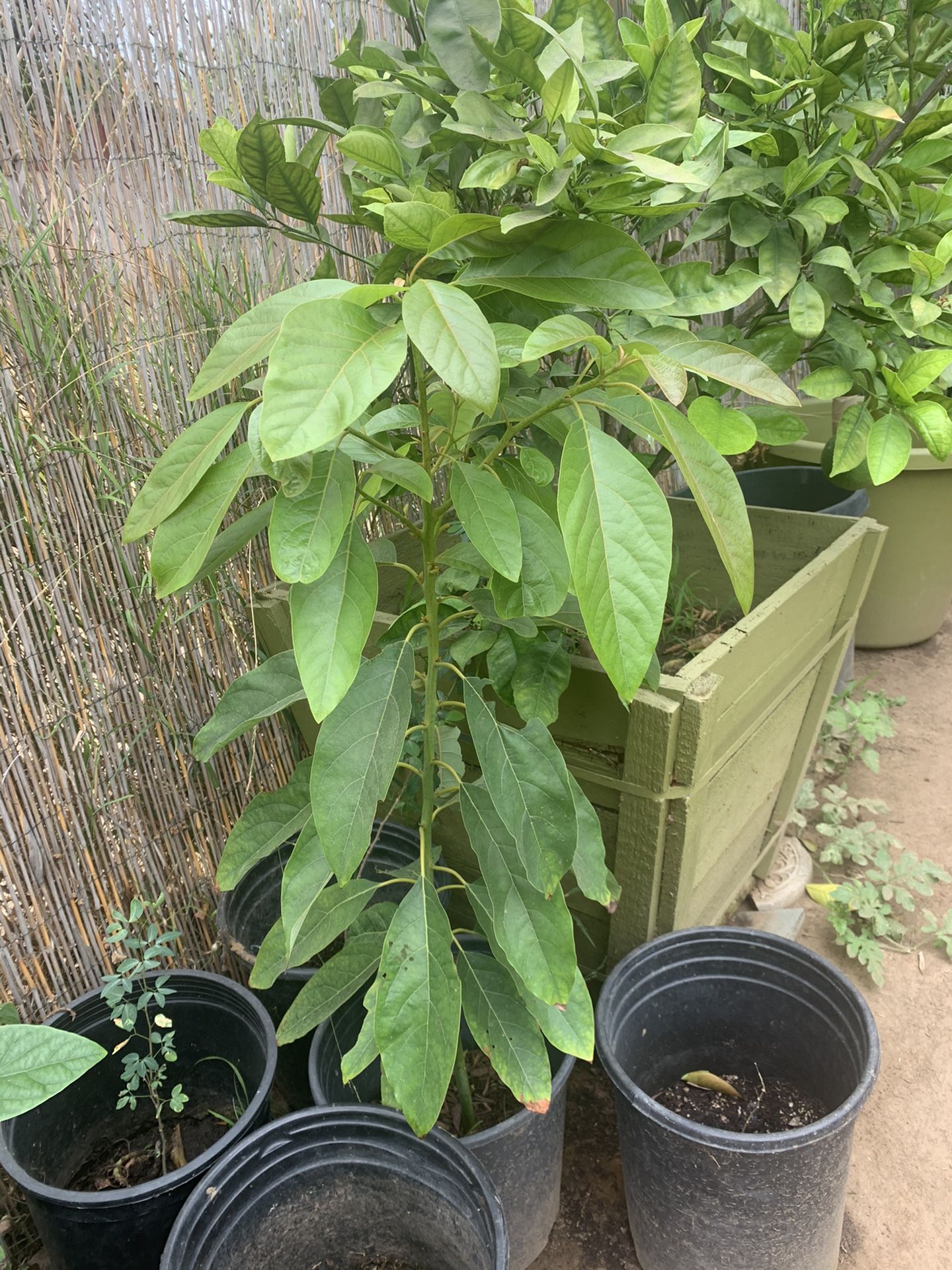 Avocado and guamuchil trees