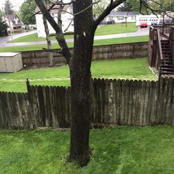 black walnut tree