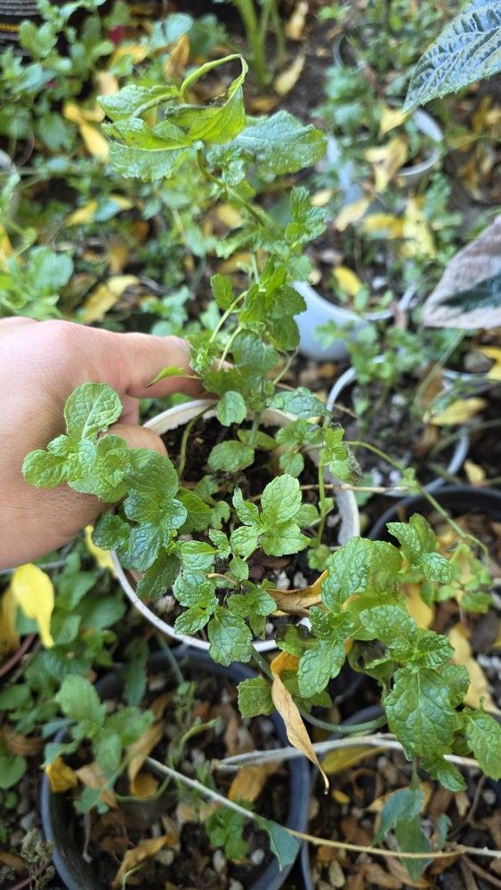 Mint Plant - Herb