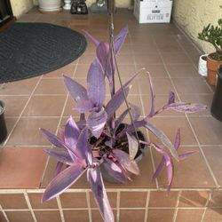 Purple Hearts Succulent House Plant