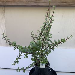 #3- Elephant Bush Plant 