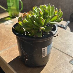 Jade Plant