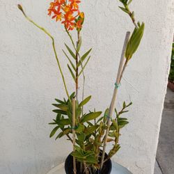 Epidendrum Radican Orchid Plant 
