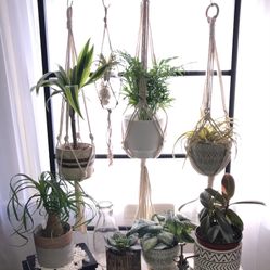 Macrame Plant Hangers