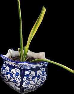 Ceramic Pot