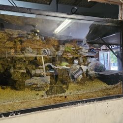 Salt Water Fish Tank For Sale