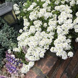 Evergreen Candytuft ( White Flowers) Perennial Plant. See All Pics.