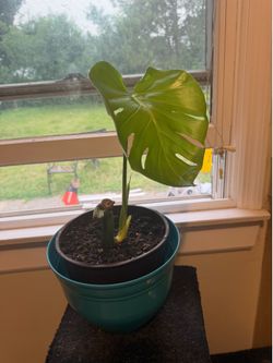 Living plants