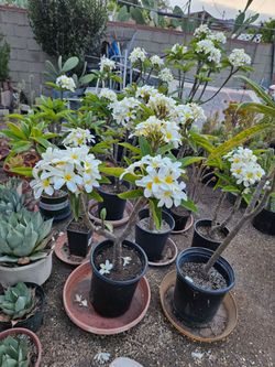 White Plumerias.