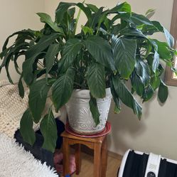 Spathiphyllum . The spathiphyllum or "women's happiness" flower not only decorates the house, but also refreshes the air, and is also believed to harm