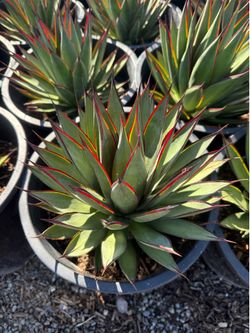 Agave blue glow
