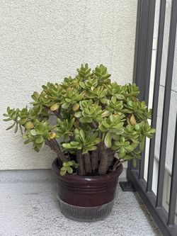 Jade Plant