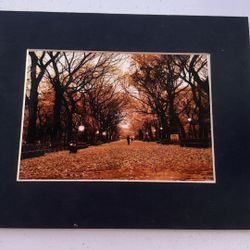 PHOTOGRAPH Fallen Leaves, Quiet Walk