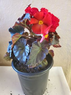 Begonia plant