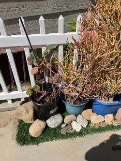 Firestick succulents