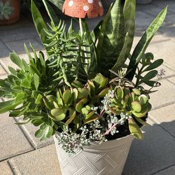 Assorted Succulent Plants