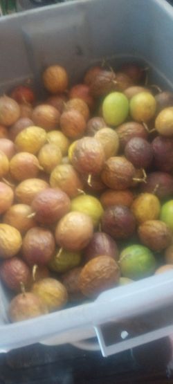 100 plus Passion fruit