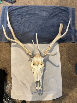 Elk Mount