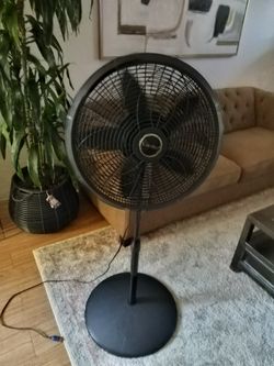 Fans
